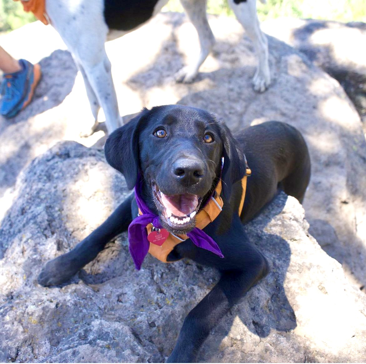 Young black pup with bright eyes and a purple ribbon sits on a forest trail, full of joyful curiosity. Southern California Pet Sitting 