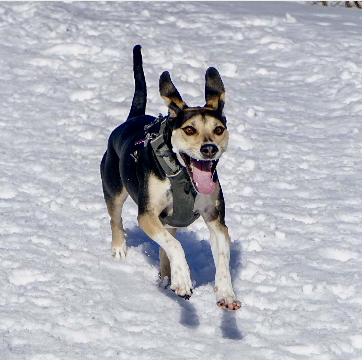 Energetic dog racing through snow with ears flying mid-run. Southern California Pet Sitting 