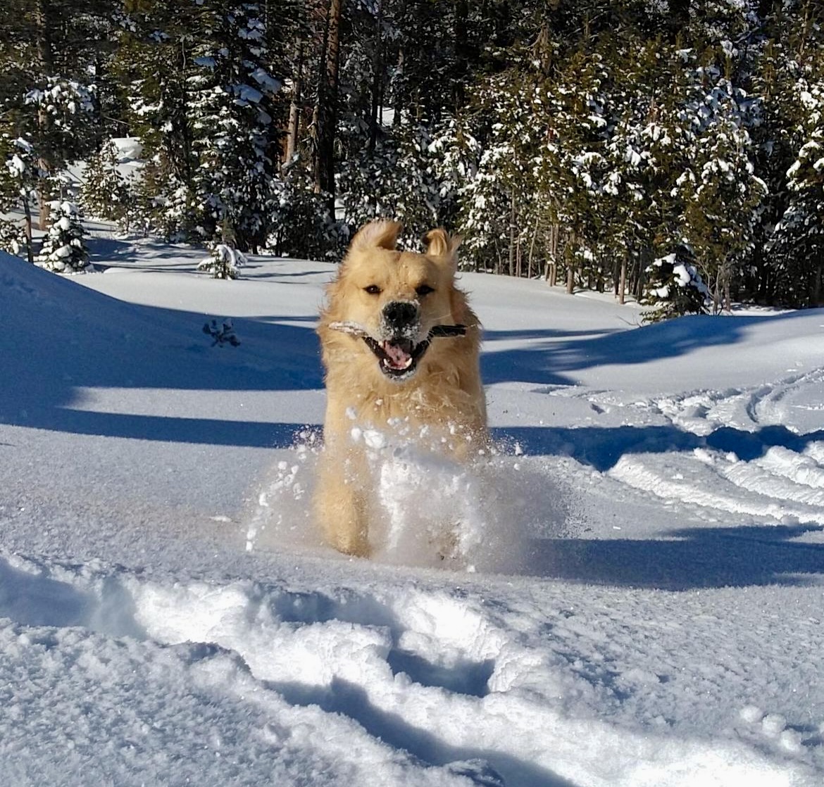 Happy golden dog leaping through deep snow in a sunlit winter wonderland. Southern California Pet Sitting 
