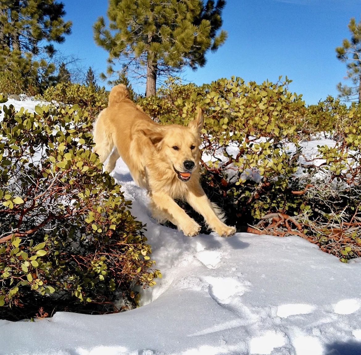 Golden retriever leaves over manzanita bush is in the snow. Southern California Pet Sitting 