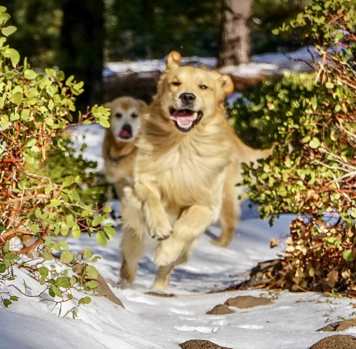 Two golden retrievers running joyfully through a snowy mountain trail. Southern California Pet Sitting 