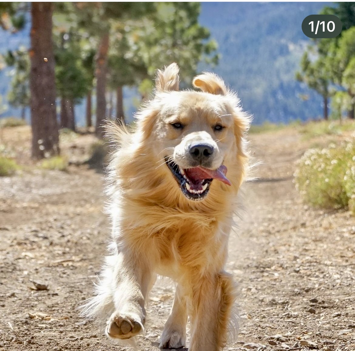 Golden retriever running on it dirt trail with tongue hanging out, happy dog. Southern California Pet Sitting 