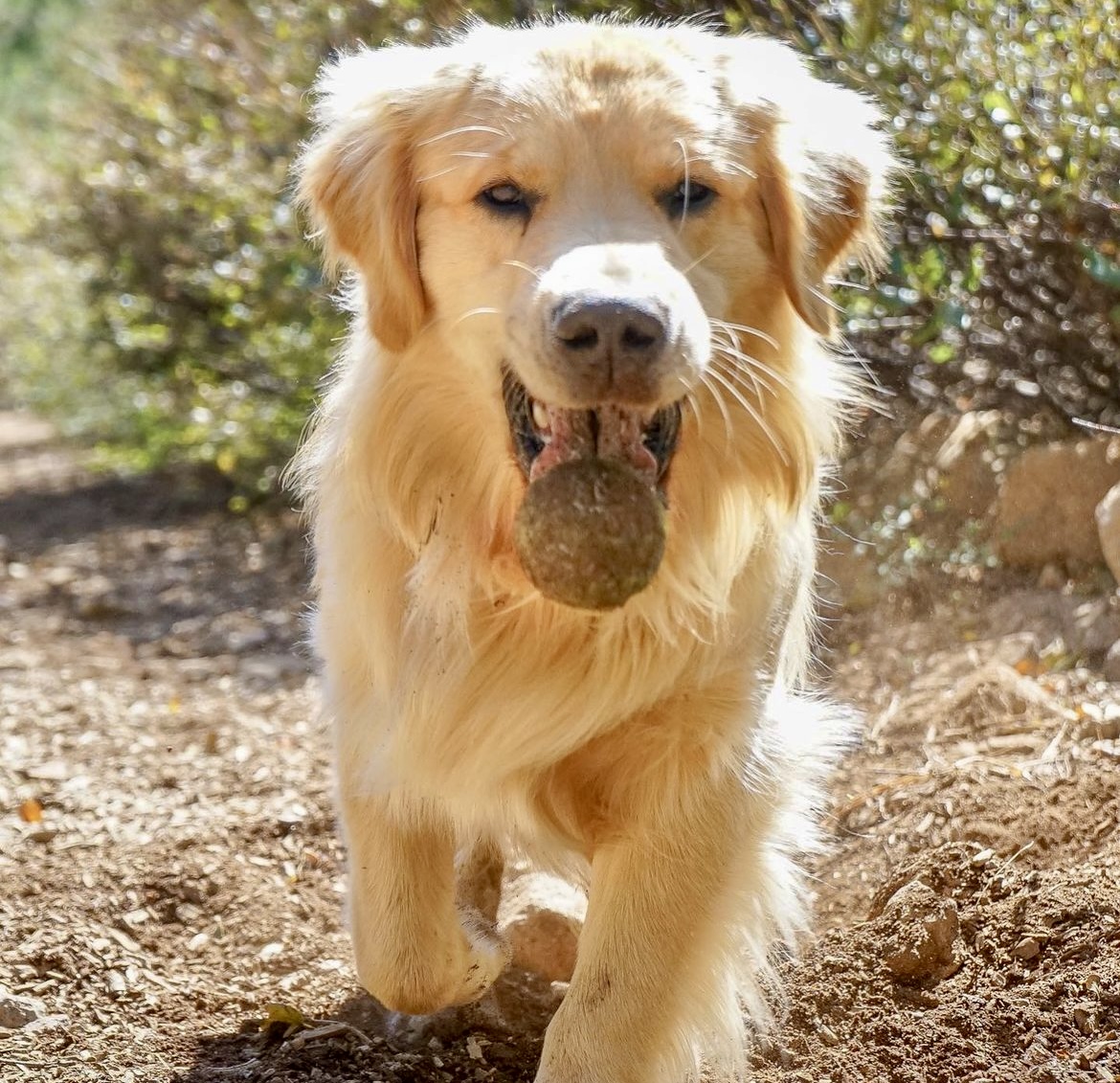 Golden retriever joyfully carrying a pine cone during a sunny outdoor walk. Southern California Pet Sitting 