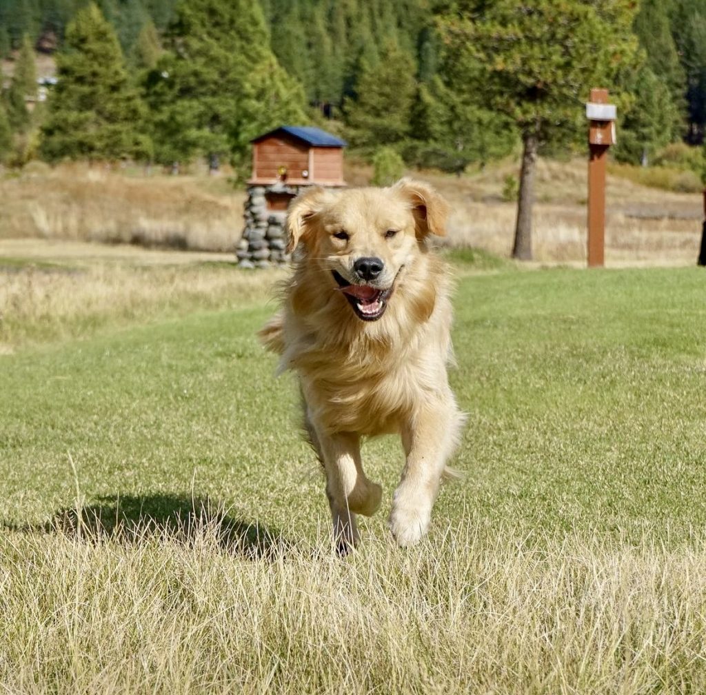“Golden retriever mid-run across open field – vibrant outdoor pet care.”  Southern California Pet Sitting