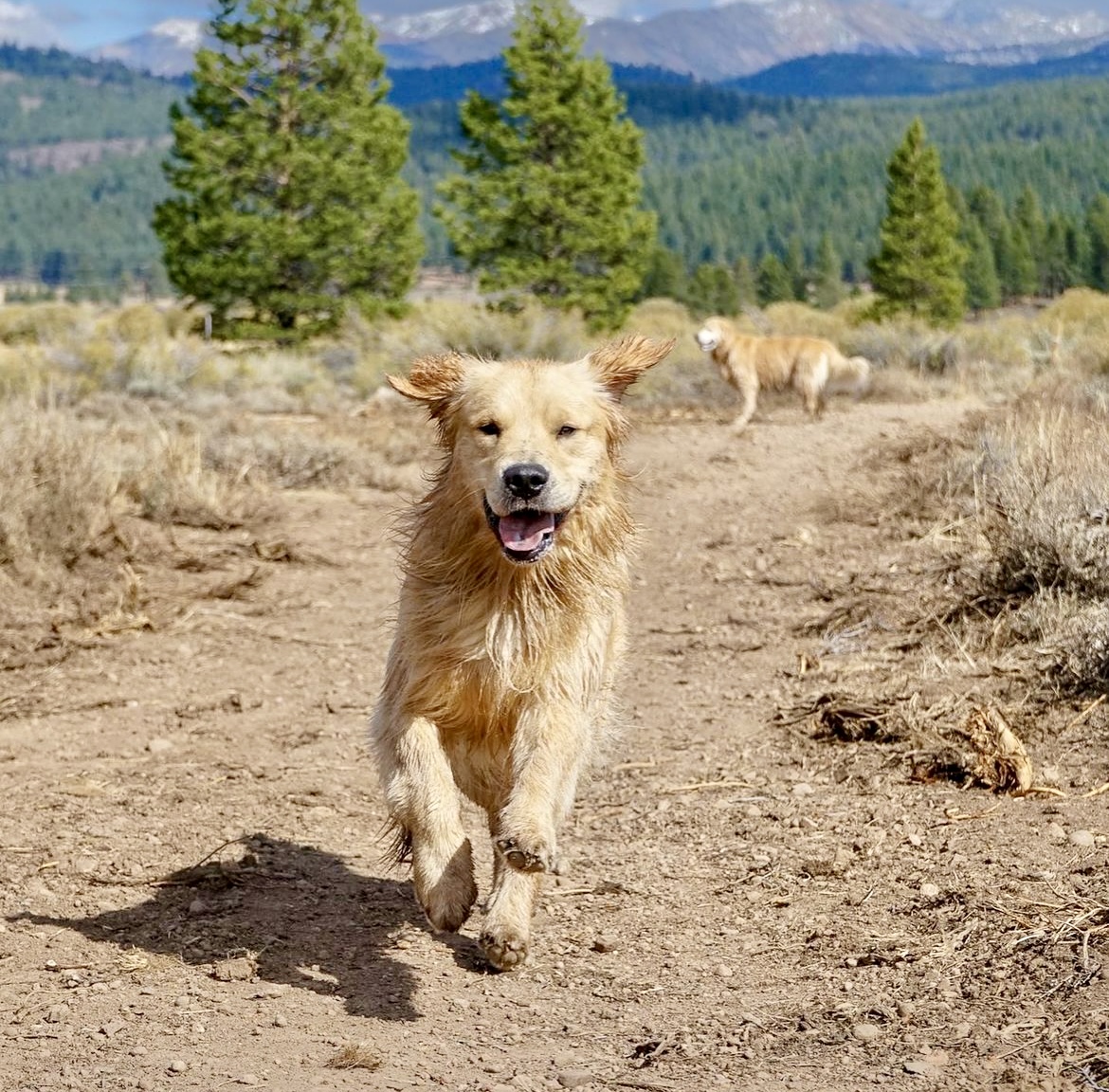 Southern California Pet Sitting “Happy golden retriever sprinting through mountain trail – energetic dog adventures.”
