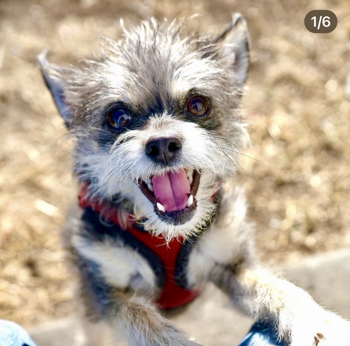 Southern California Pet Sitting . Small scruffy dog with big eyes and red harness, looking up excitedly – High-energy, expressive pup wearing a red harness glances up with excitement and charm.