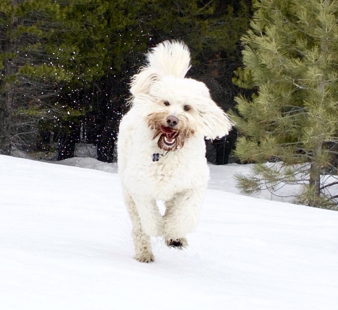 Fluffy white poodle bounding joyfully through the snow on a bright winter day. Southern California Pet Sitting 