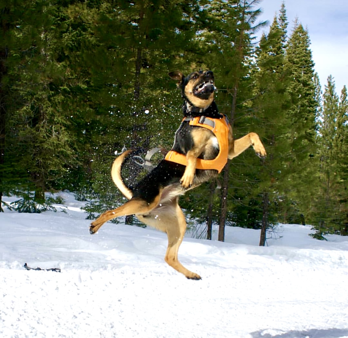 High-jumping dog in snow – off-leash winter play. Southern California Pet Sitting 