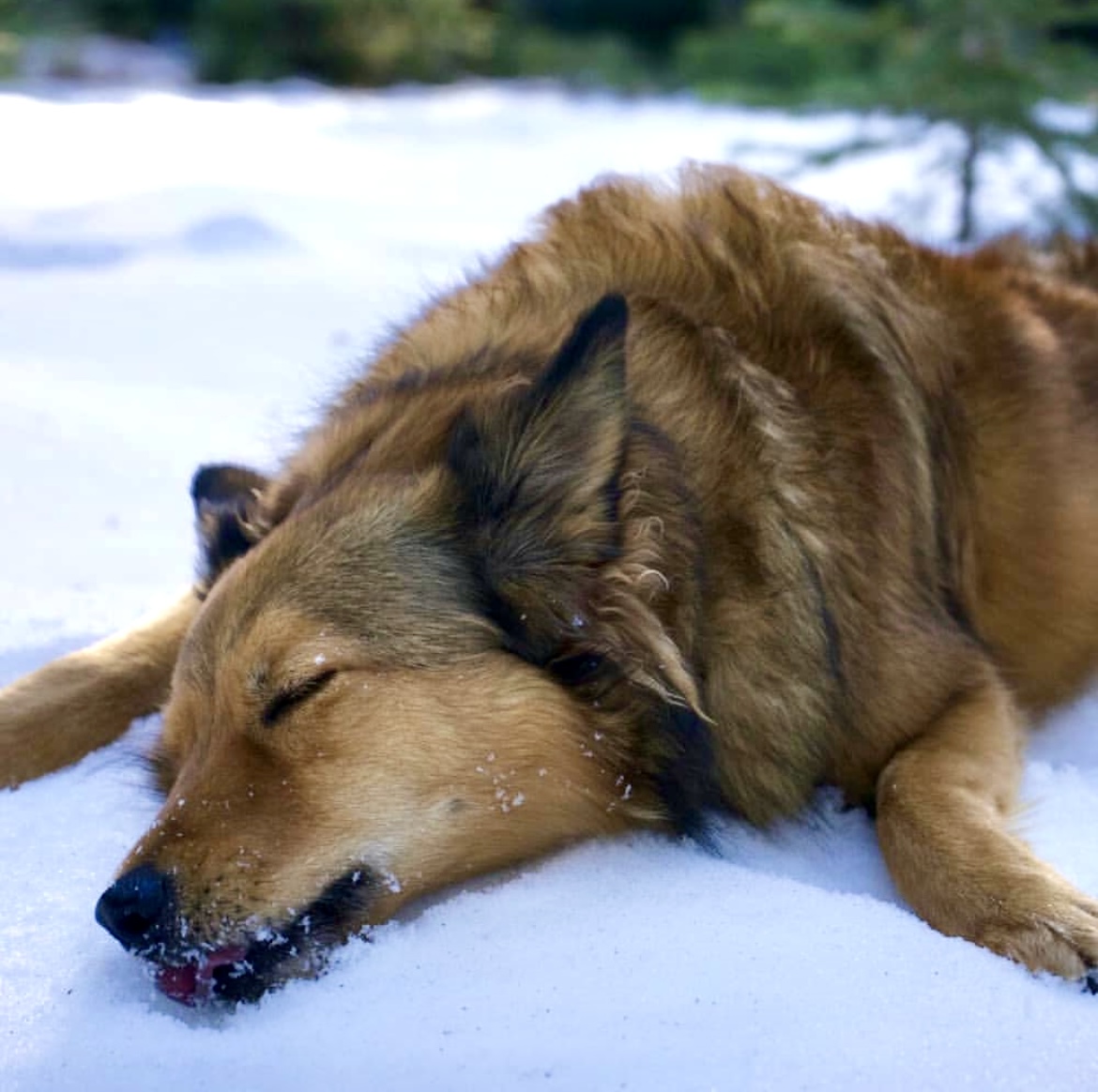 Golden scheperd dog napping in snow – trusted and calm care in all conditions. Southern California Pet Sitting 