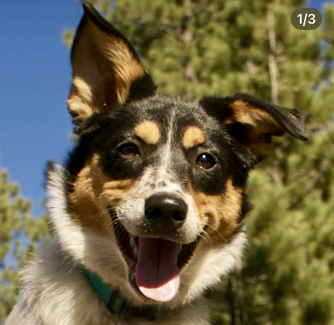 Southern California Pet Sitting . Close-up of a happy shepherd mix with upright ears and open mouth – Joyful shepherd mix with bright eyes and alert ears poses against a sunny forest backdrop.