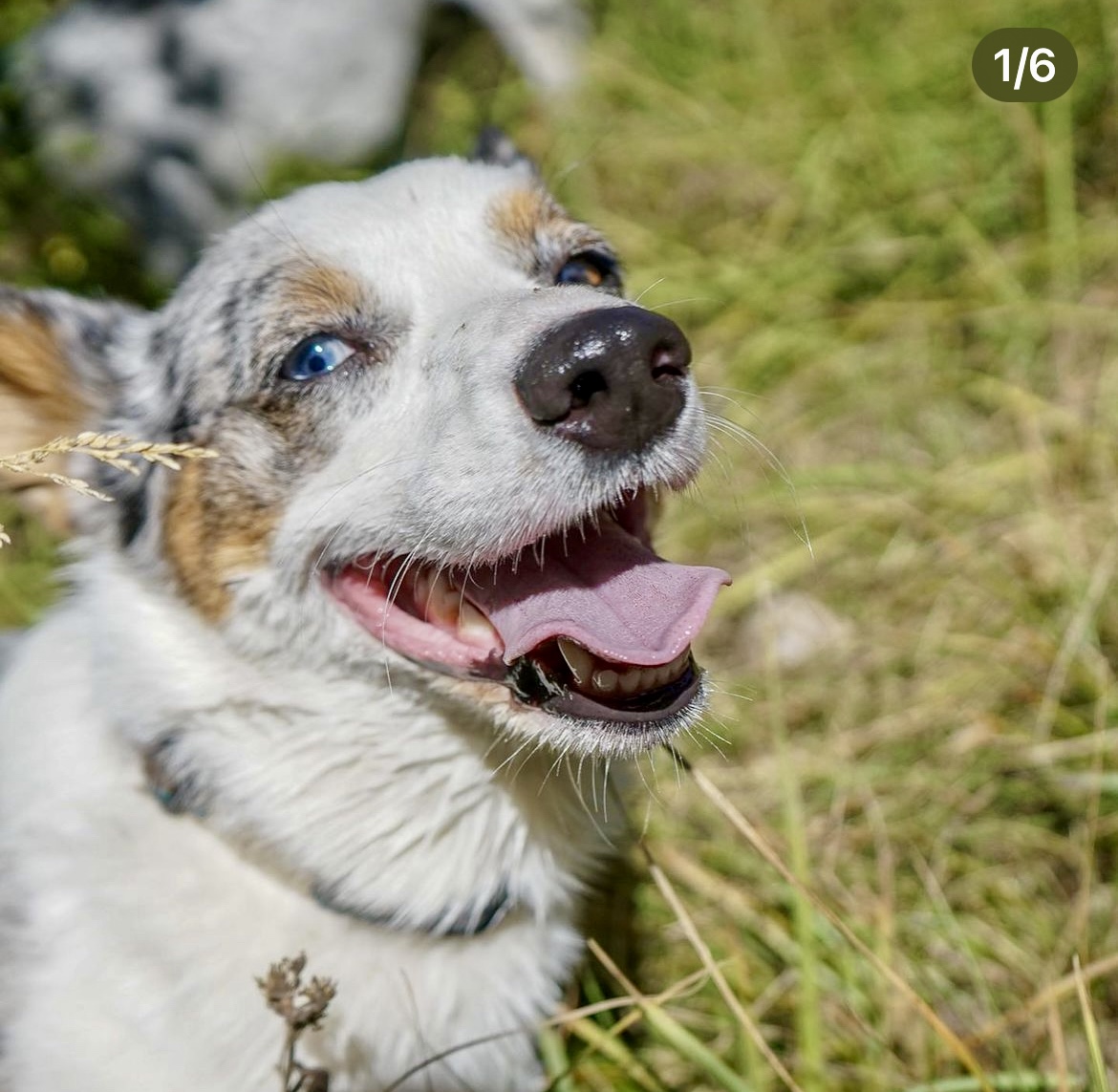 Blue-eyed Australian shepherd smiling in the grass on a warm day. Southern California Pet Sitting 