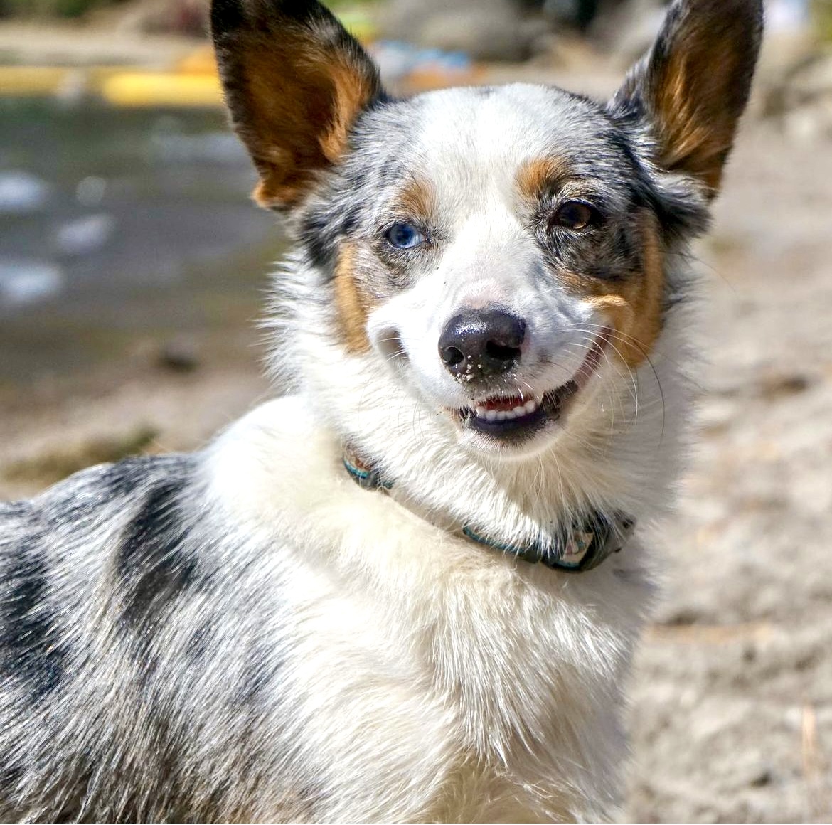 Blue merle herding dog with bright eyes – smart and responsive breed support. Southern California Pet Sitting 
