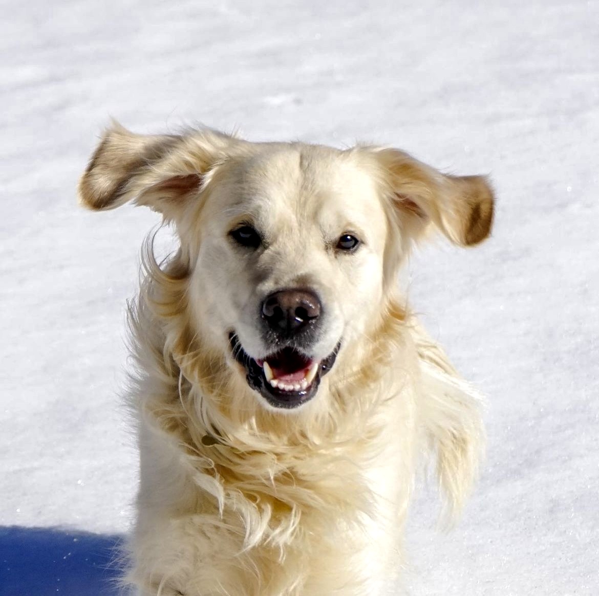 Southern California Pet Sitting . Golden retriever bounding through snowy field – joyful cold-weather care.