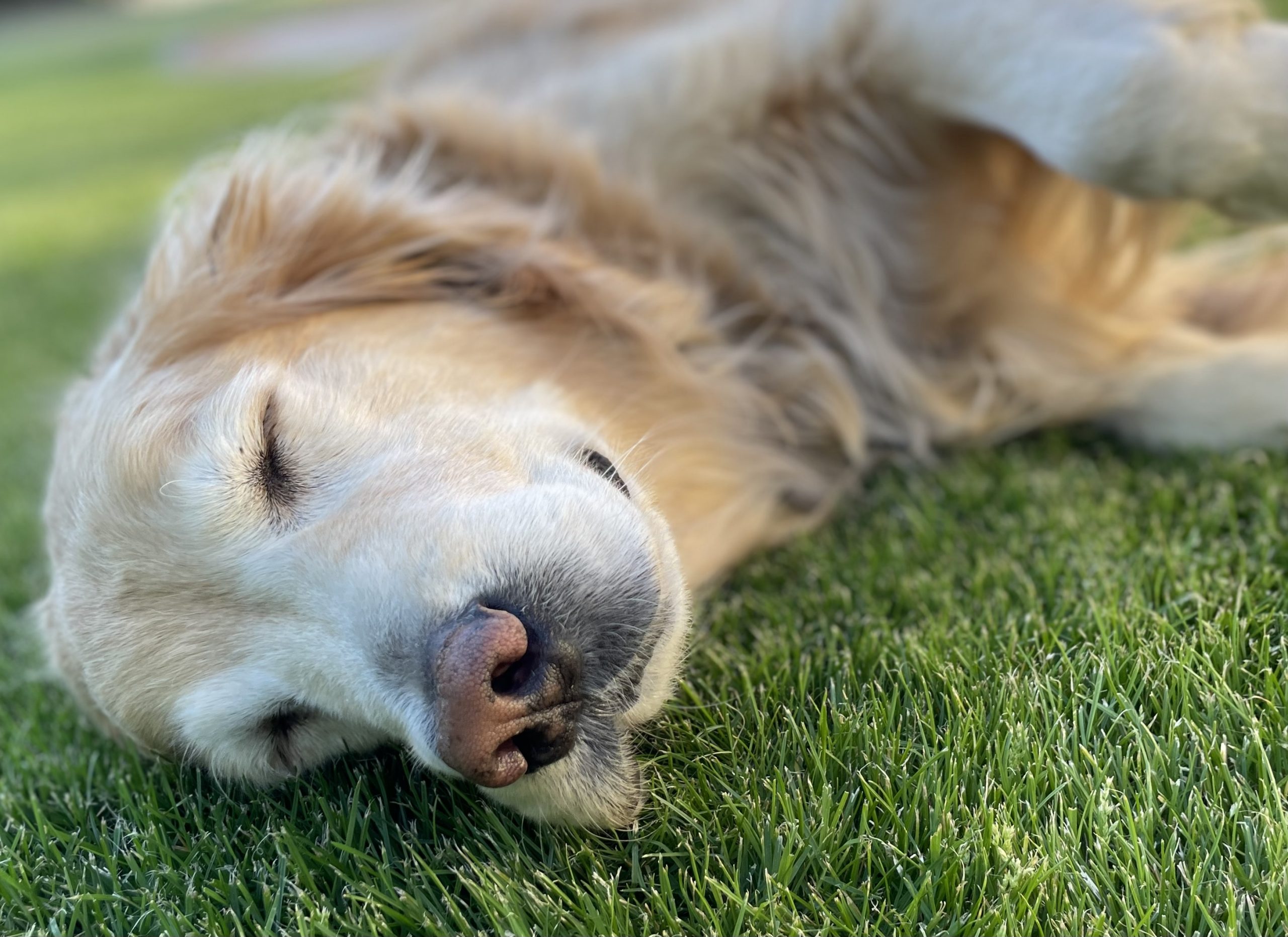 Golden retriever peacefully napping on soft grass under the sun. Southern California Pet Sitting 