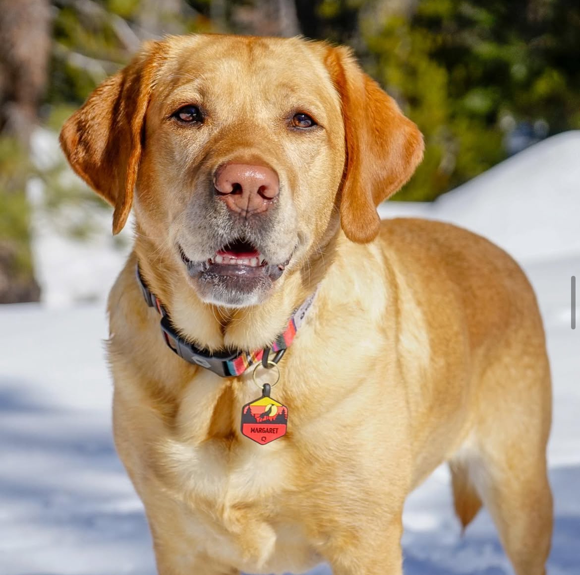Yellow lab Close up with a happy calm face and snow behind her. Margaret. Southern California Pet Sitting 