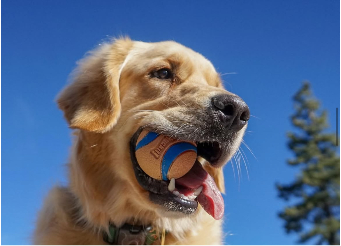 Golden retriever joyfully carrying tennis balls – playful and active sitting. Southern California Pet Sitting 
