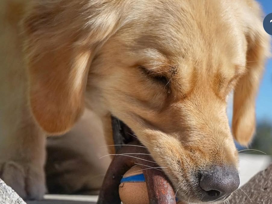 
Southern California Pet Sitting . Golden retriever chewing on tennis ball, extreme close-up – Close-up of golden retriever enjoying a chew session with a tennis ball, symbolizing playful energy.