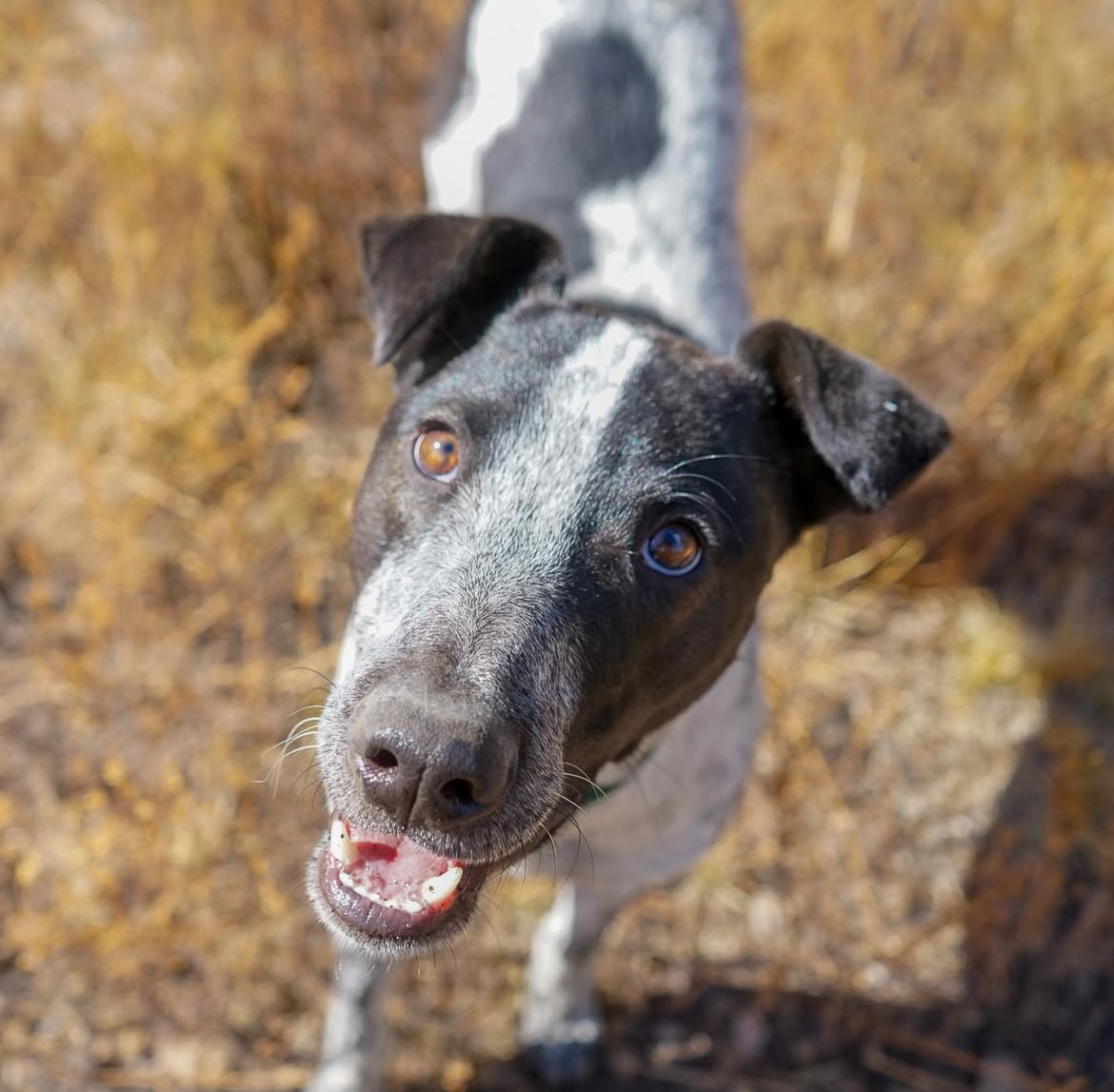“Curious spotted dog in nature – personality-rich pet sitting.”  Southern California Pet Sitting 
