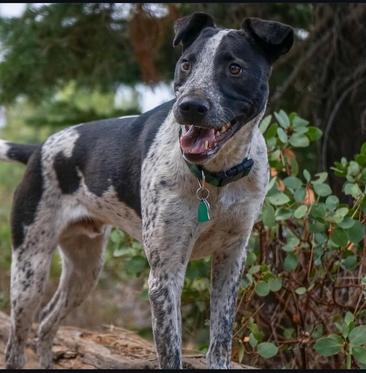Southern California Pet Sitting .Black and white speckled dog standing alert in garden brush – Energetic spotted dog explores an outdoor trail, ears perked and ready for play.
