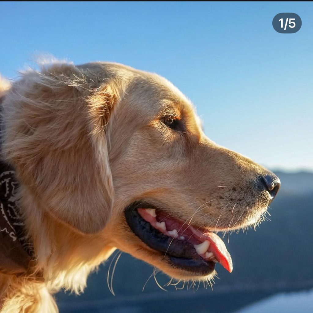 Golden retriever profile with tongue out – loyal sitter for cherished pets.”  Southern California Pet Sitting