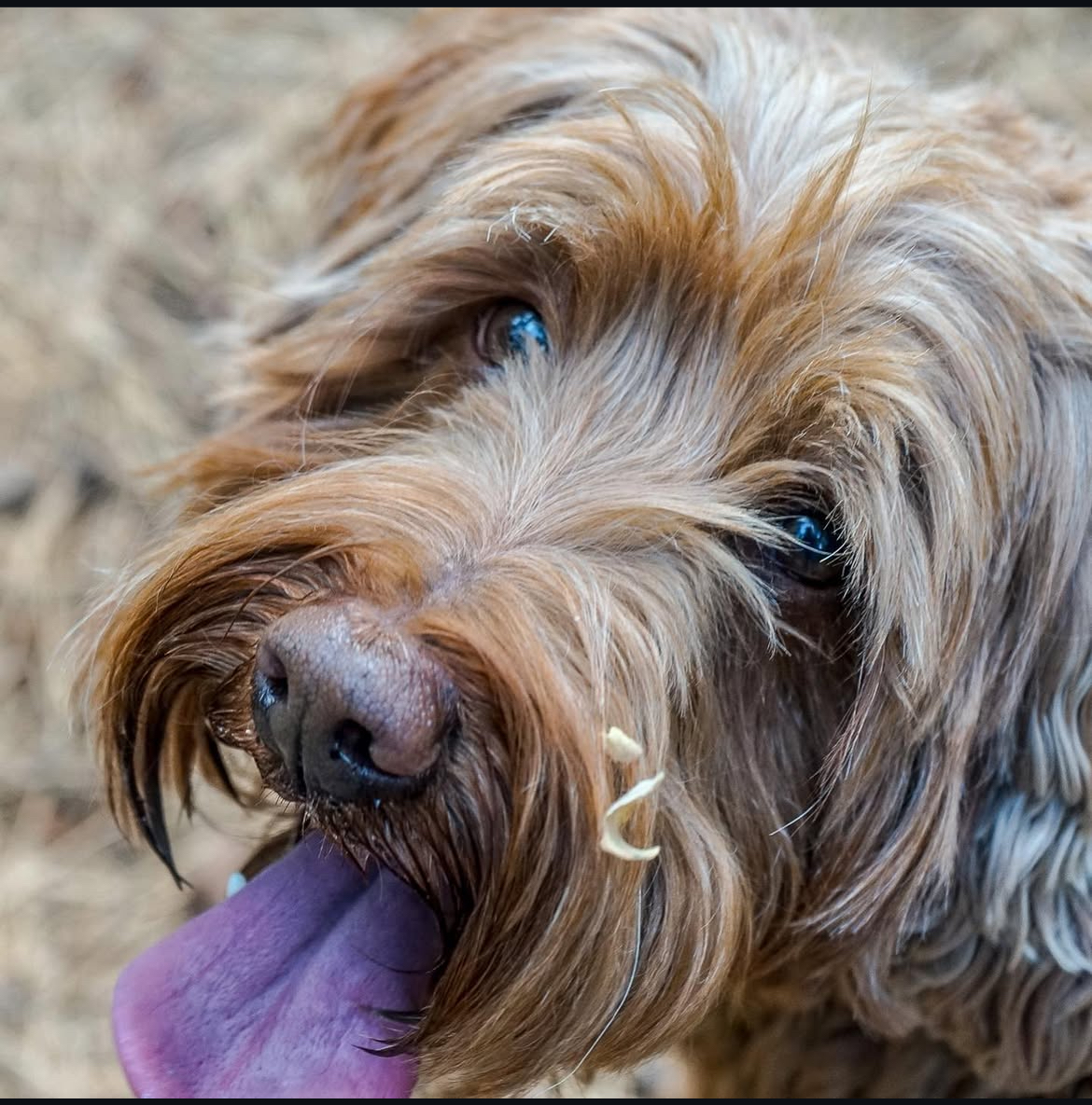 Southern California Pet Sitting . Close-up of a shaggy brown dog with soulful eyes and tongue out – Shaggy-coated dog stares lovingly with tongue out, capturing a moment of relaxed affection.