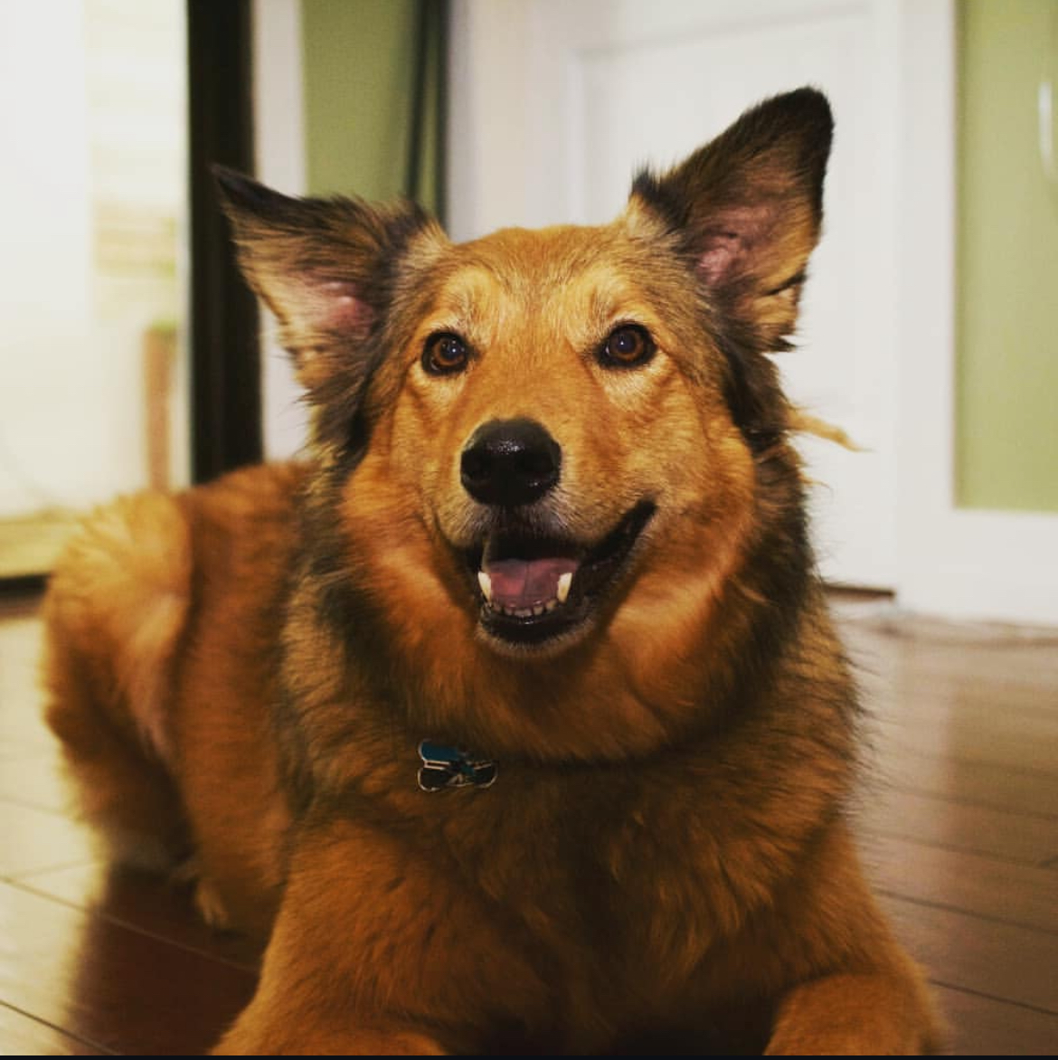 Sheperd  mix with thick fur sitting on a wooden floor indoors – Loyal dog smiles up at the camera in a cozy home environment, radiating trust. Southern California Pet Sitting 