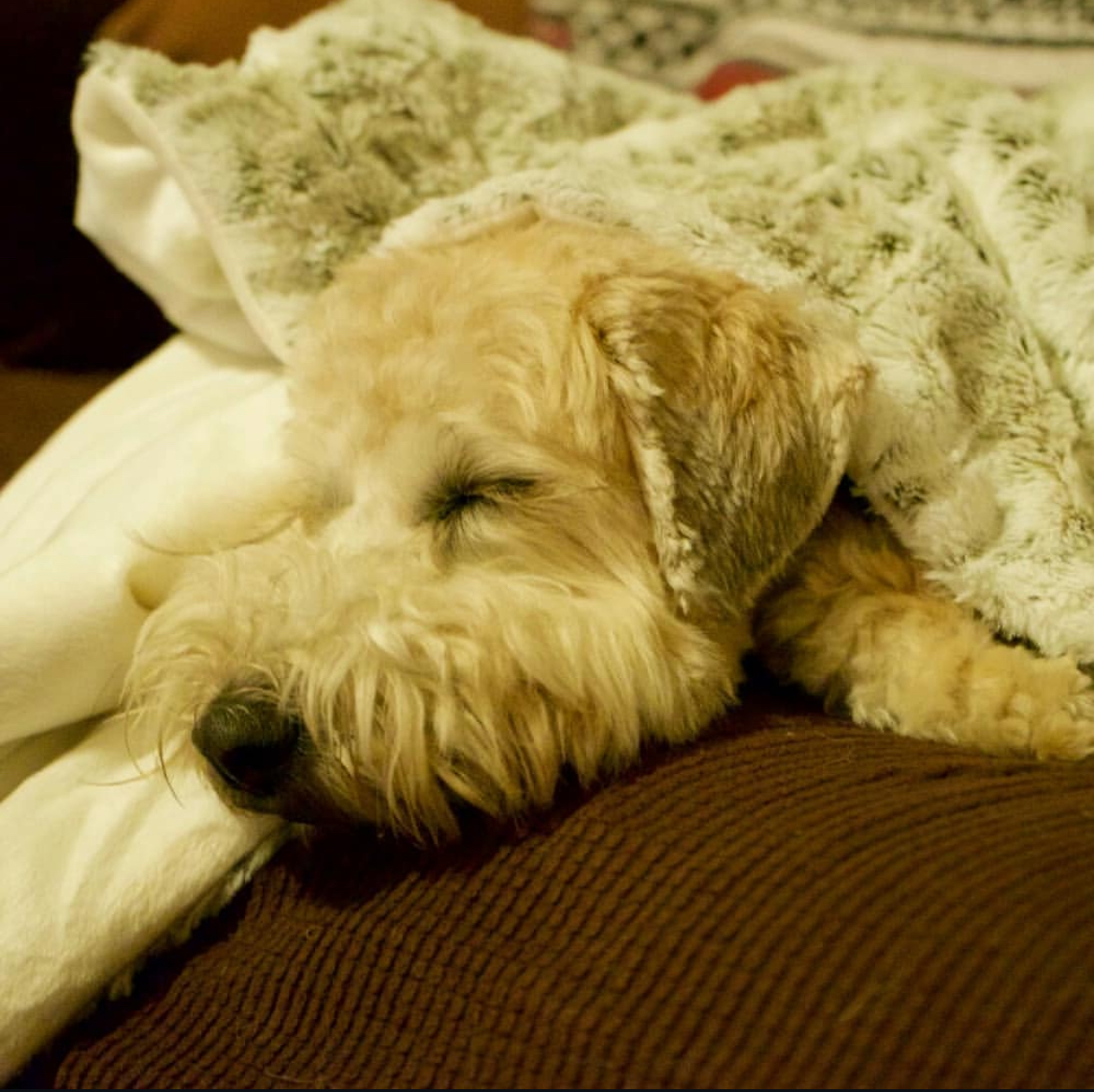 	Southern California Pet Sitting . Wheaten terrier asleep on a blanket on the couch – Fluffy terrier naps peacefully on a warm brown couch, embodying cozy home care.