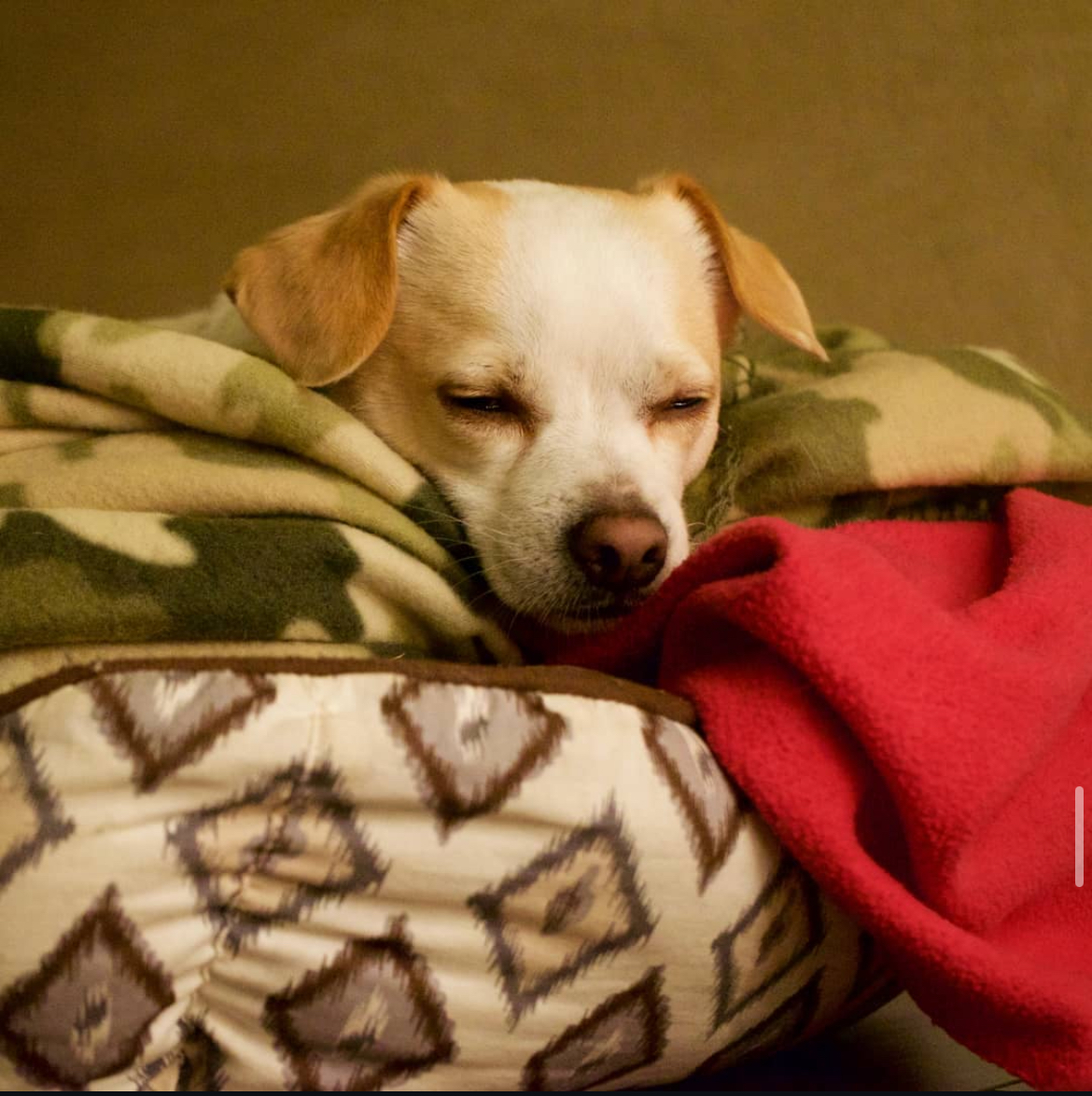Small white dog sleeping soundly on a patterned bed wrapped in blankets. Southern California Pet Sitting 