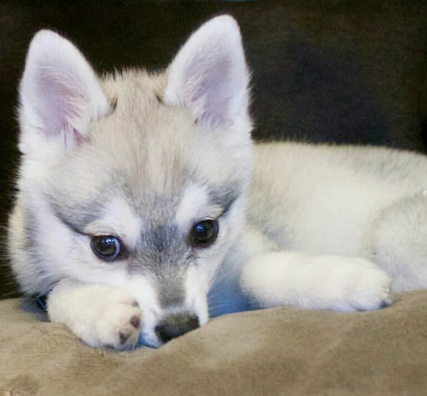 Small white puppy resting on couch – soft and cozy care. Southern California Pet Sitting 