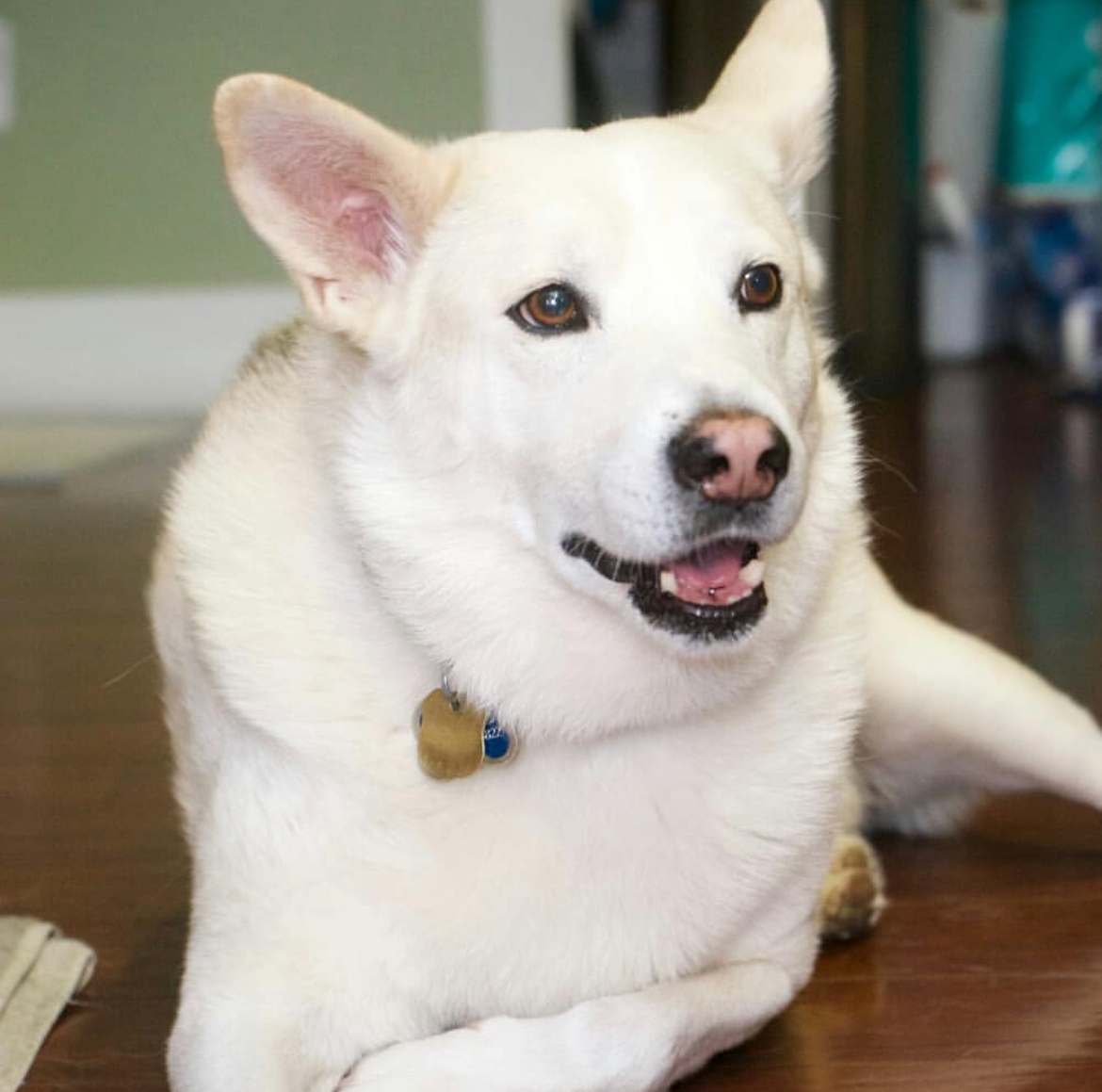 white shepherd smiling and laying. on a hard wood floor. Southern California Pet Sitting 