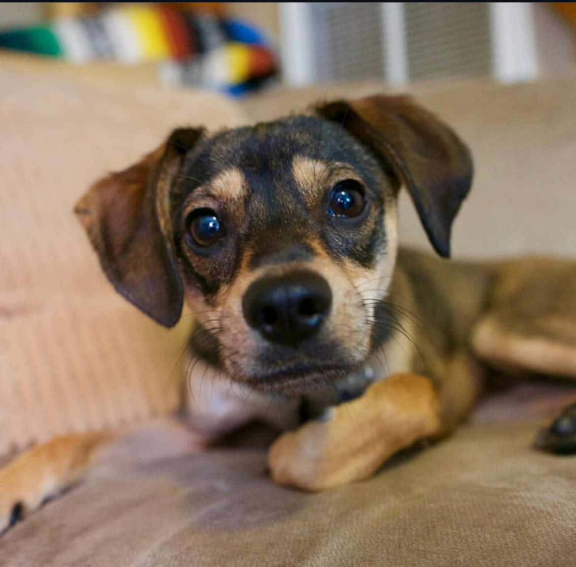 Southern California Pet Sitting . Puppy with floppy ears lying on a couch, looking straight at the camera – Curious and cuddly puppy relaxes at home with wide eyes and a soft expression.
