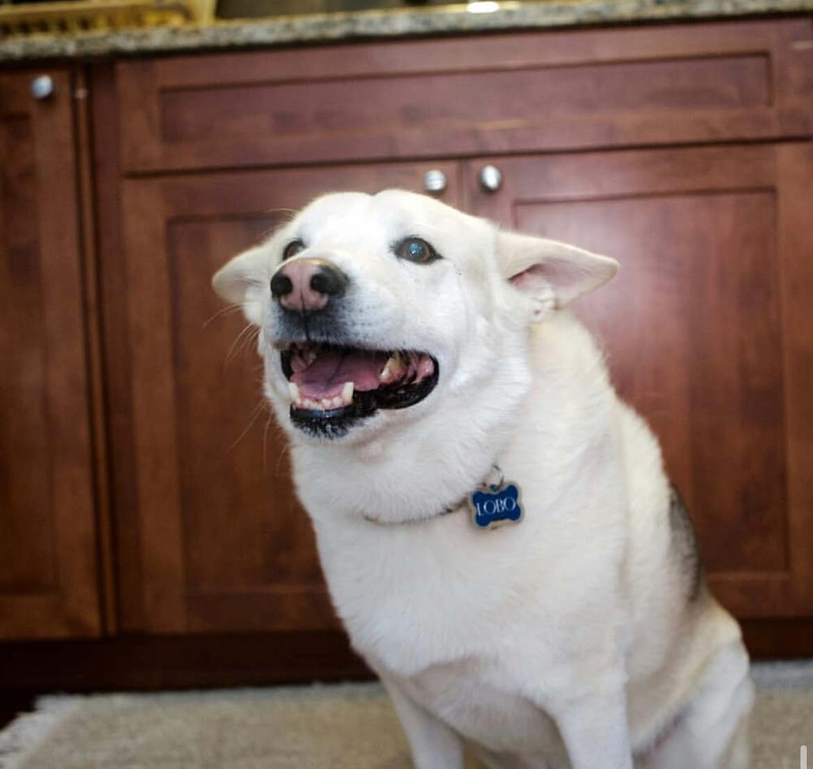 White shepherd with a big smile in the kitchen leaning forward. Southern California Pet Sitting 