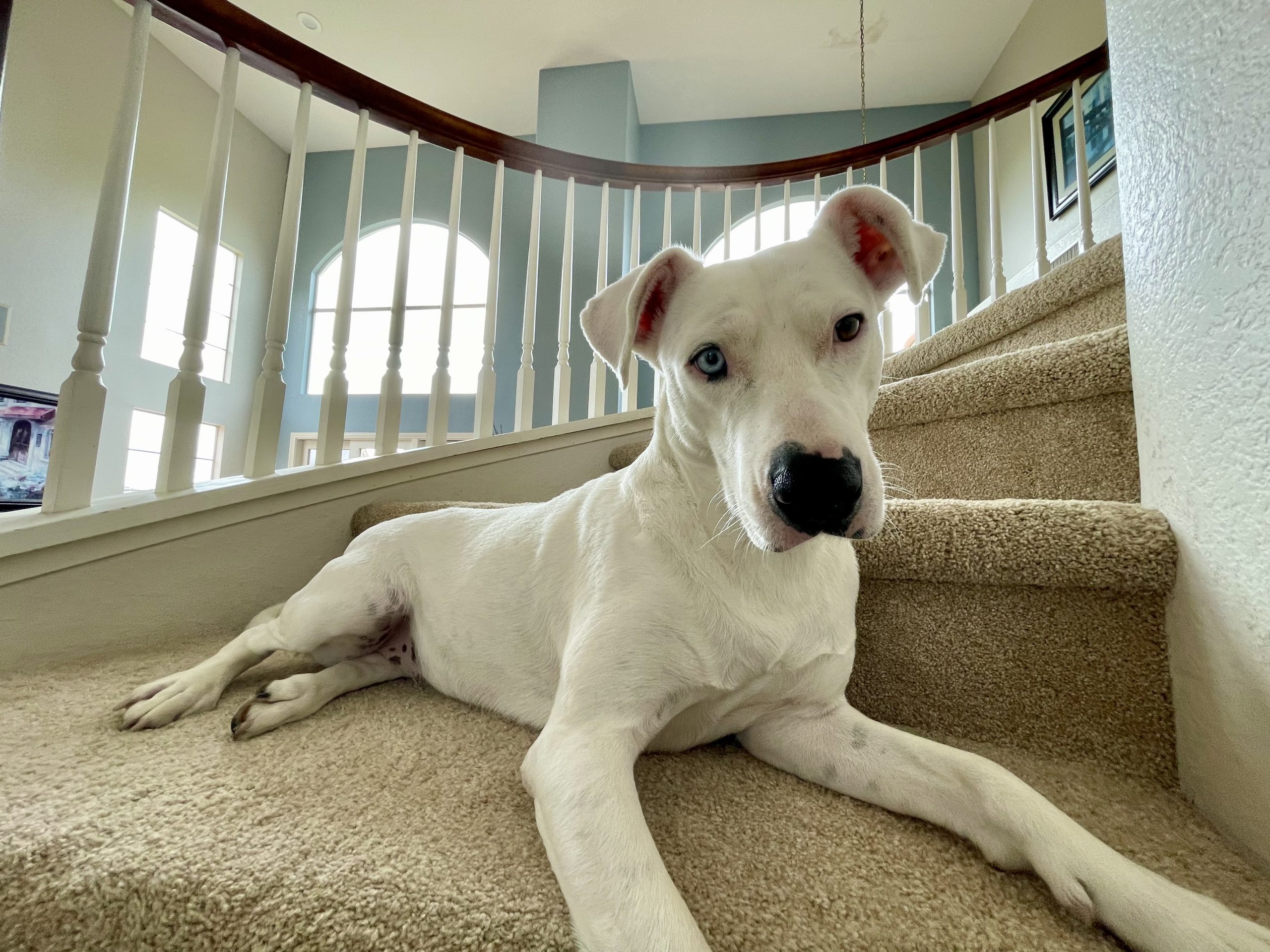White dog with black eye patch lying on staircase – Unique white pup with black eye marking lounges on carpeted stairs in a sunlit home. Southern California Pet Sitting 