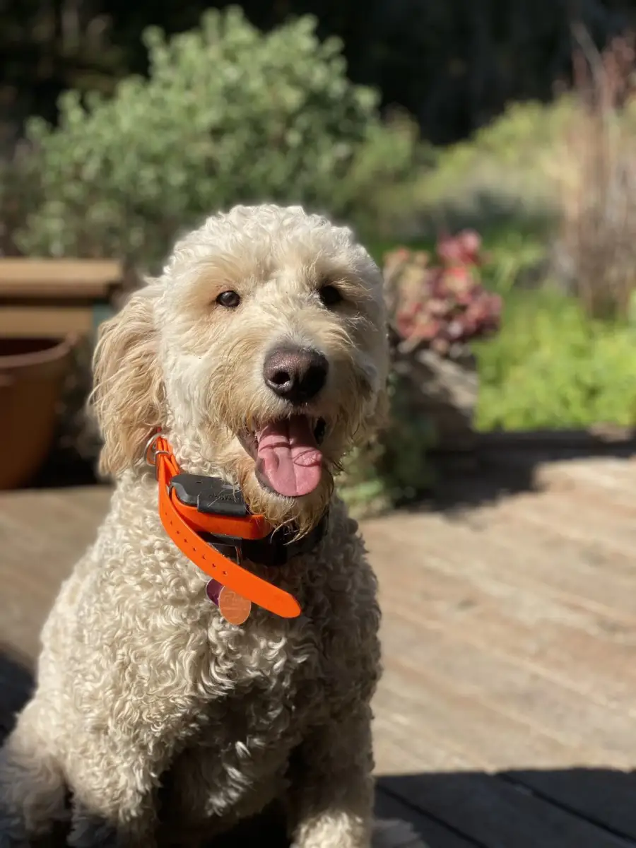 Fluffy small dog sitting indoors, cared for in Santa Cruz – Daisy’s 2022 holiday testimonial for Southern California Pet Sitting