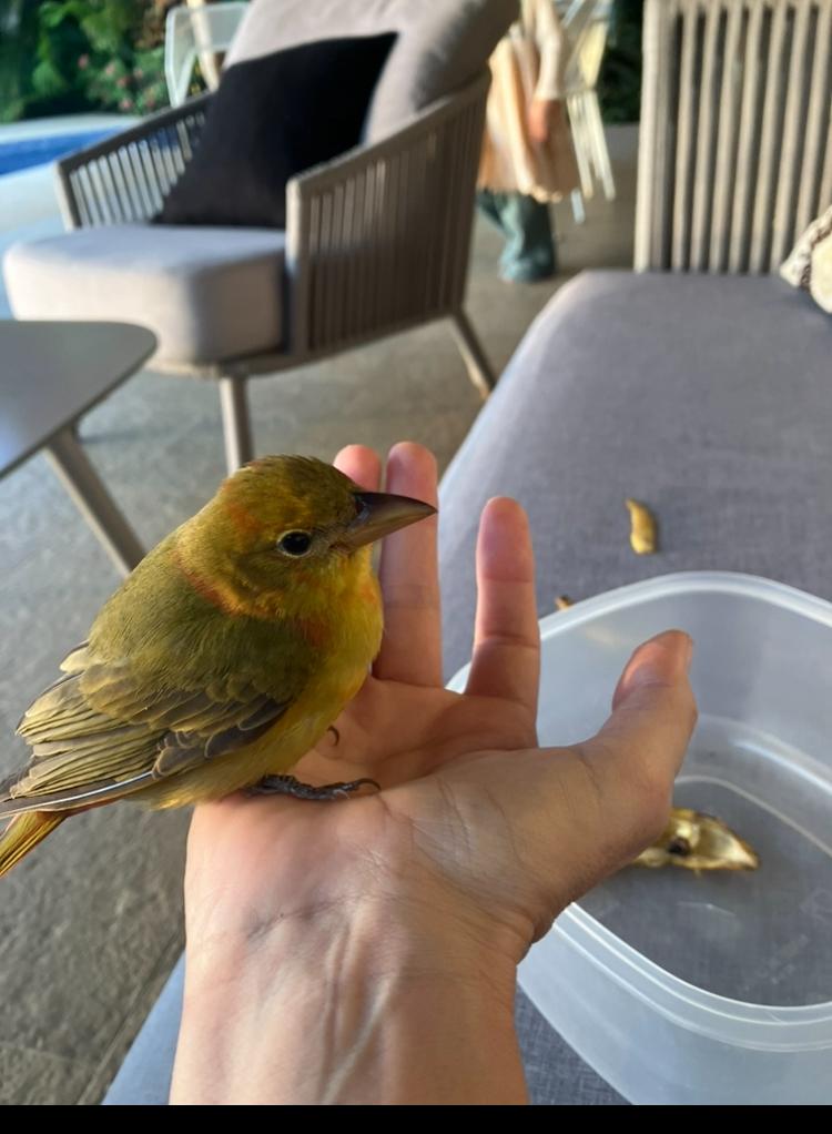 “Close-up of a hummingbird perched on a woman’s fingers — delicate, quiet moment of trust with wild animal.” about Southern California Pet Sitting

