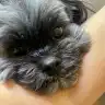 Nicole’s testimonial thumbnail, showing her beloved dogs from El Dorado Hills, CA — August 2014.