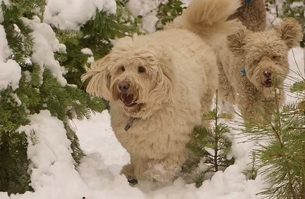 Close-up of a smiling golden retriever in the snow, representing Amy T.'s Tahoe testimonial about trust and quality pet care.