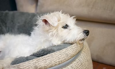 Circular thumbnails of smiling pets with testimonials from Alena K. and Anita W. in San Francisco and Tahoe, both grateful for Aeray’s loving, last-minute dog care and the deep reassurance of knowing their pets were in excellent hands.