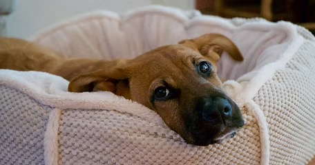 Lakota the golden puppy laying down, cared for in Truckee by Southern California Pet Sitting – February 2020
