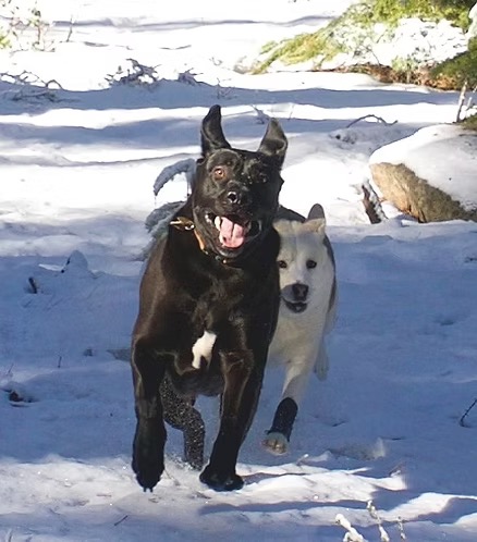Golden retriever exploring the snowy Tahoe landscape – Kathy’s 2018 pet sitting review for Southern California Pet Sitting