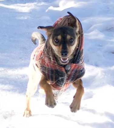 Marianne’s dog Charlie showing increased confidence after 10 days of healing-focused pet care.