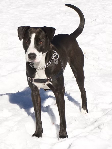 Tahoe dog post-hike, beaming in photos sent during pet care while owners were skiing at Squaw Peak