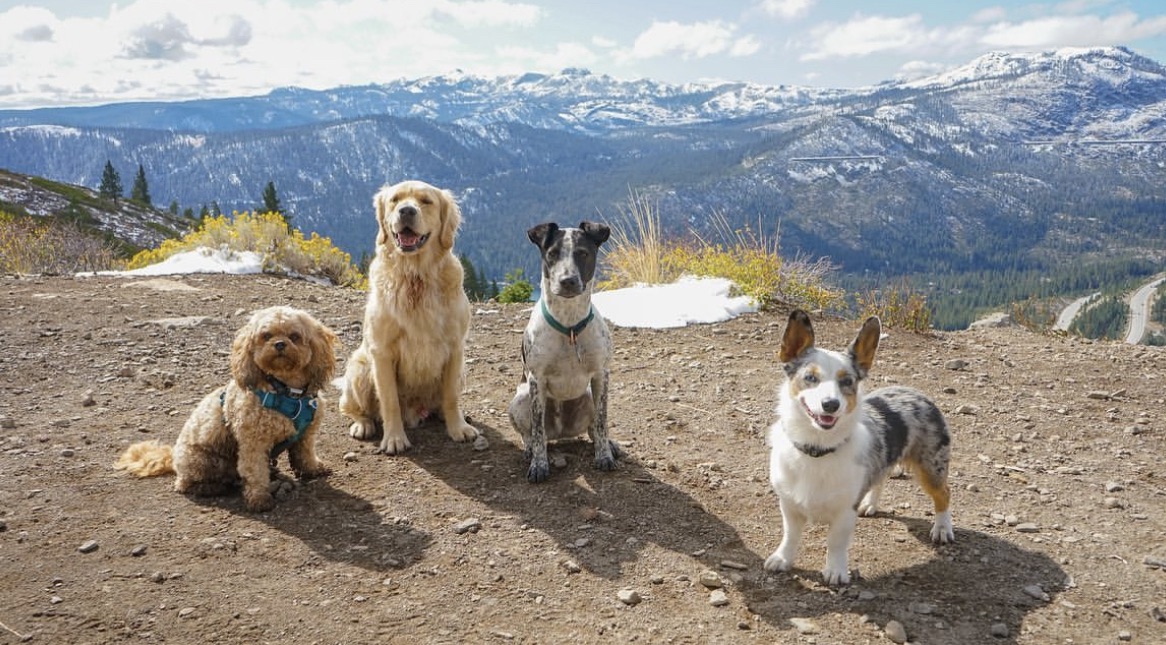 Pack of dogs posing on cliff edge – experienced with multi-dog sits. Southern California Pet Sitting 