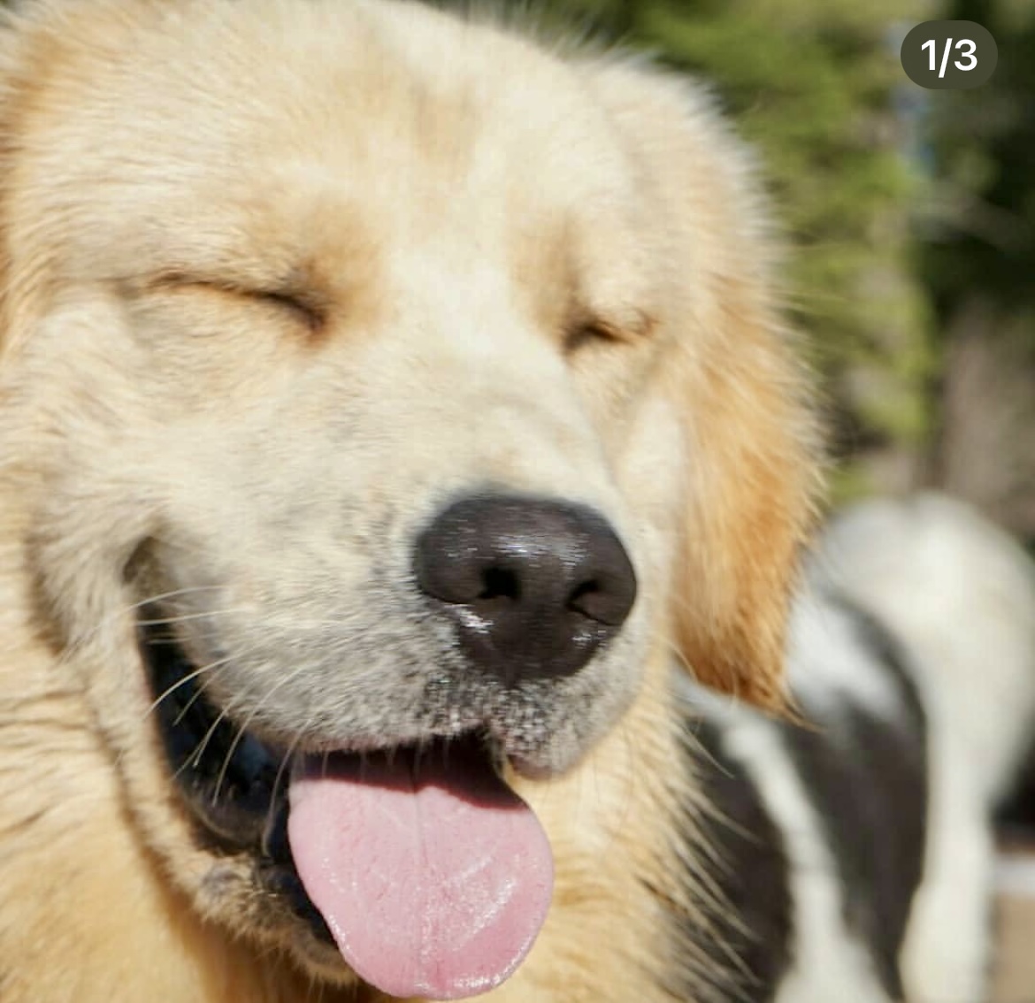 Fluffy white pup smiling after last-minute dog sitting and adventure hikes with photo updates.