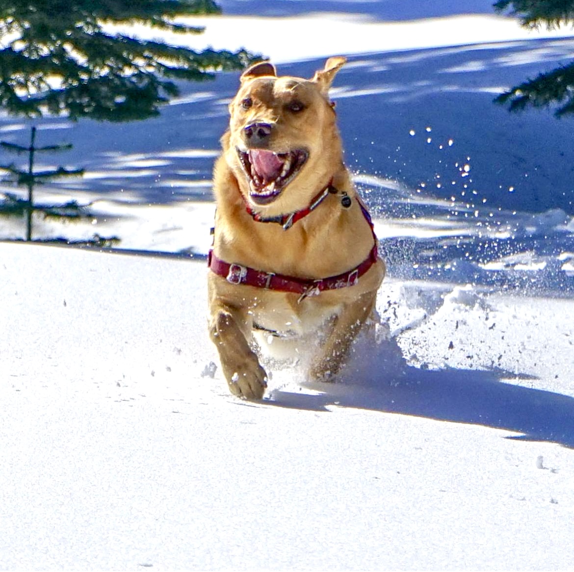 Russell’s golden retriever enjoying dog-friendly hikes and lake days in Tahoe with Southern California Pet Sitting.