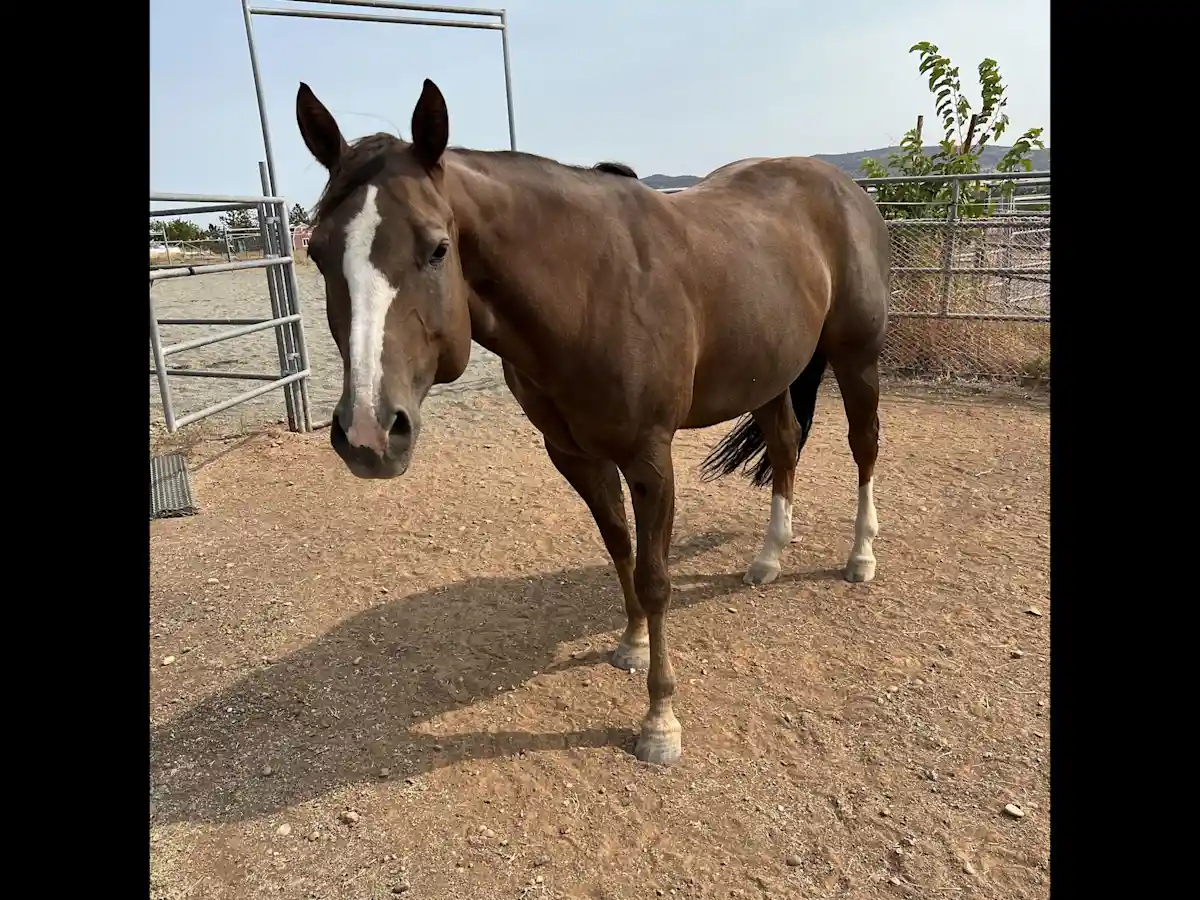 horse on gravel path in lush yard – Cindy’s 2025 pet sitting review from Jalama Rka for senior dog and home care