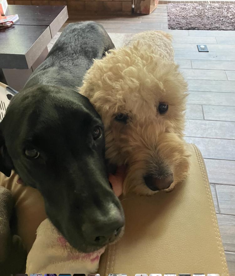 Black lab and White doodle lay their heads on a woman's knee. Southern California Pet Sitting 