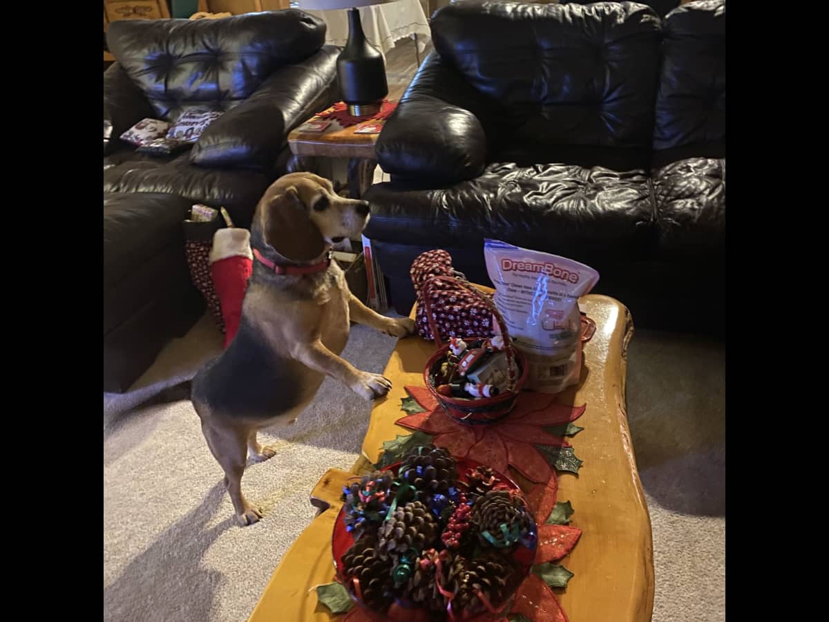 Ricky Beagle jumping up on a table at Wests house during Aeray's pet sit. 