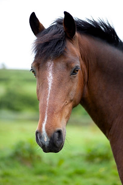 Southern California Pet Sitting. horse sitting, image of a brown horse with grassy field blurred behind.