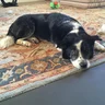 Senior border collie mix cared for tenderly by Aeray and Alesha, looking relaxed and comfortable.”